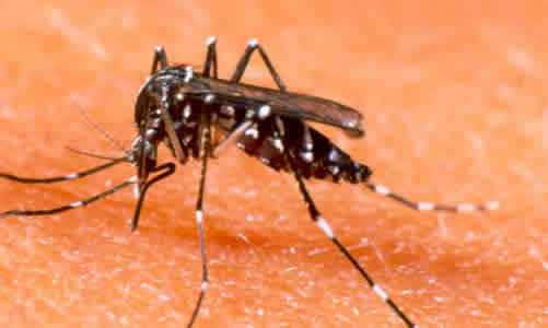 Aedes-Aegypti